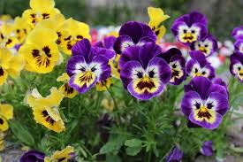 Attēlu rezultāti vaicājumam “Viola tricolor flower”