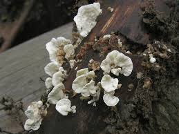 Attēlu rezultāti vaicājumam “Antrodiella faginea”