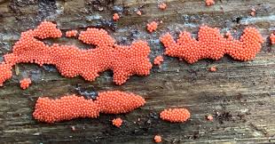 Attēlu rezultāti vaicājumam “Heterotrichia ferruginea (syn. Arcyria ferruginea)”