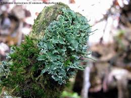 Attēlu rezultāti vaicājumam “Cladonia coniocraea”