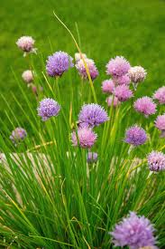 Image result for Schnittlauch