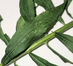 Attēlu rezultāti vaicājumam “Solidago canadensis leaf”