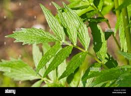Attēlu rezultāti vaicājumam “Valeriana officinalis leaf”