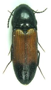 Attēlu rezultāti vaicājumam “Ampedus balteatus”