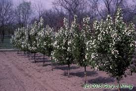 Attēlu rezultāti vaicājumam “Malus baccata”