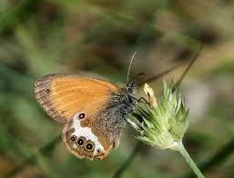 Attēlu rezultāti vaicājumam “Coenonympha arcania underside”