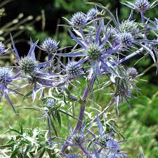 Attēlu rezultāti vaicājumam “Eryngium planum fruit”