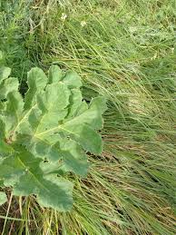 Attēlu rezultāti vaicājumam “Heracleum sosnowskyi fruit”