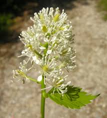 Attēlu rezultāti vaicājumam “Actaea spicata flower”
