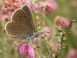 Attēlu rezultāti vaicājumam “Maculinea alcon female”