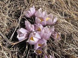 Attēlu rezultāti vaicājumam “Pulsatilla patens fruit”