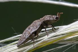 Attēlu rezultāti vaicājumam “Agrypnus murinus”