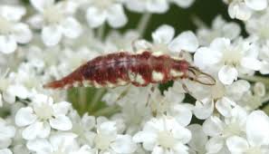 Attēlu rezultāti vaicājumam “Anthrenus sp. larva”