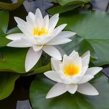 Attēlu rezultāti vaicājumam “Nymphaea alba”