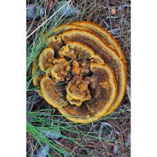 Attēlu rezultāti vaicājumam “Phaeolus schweinitzii”