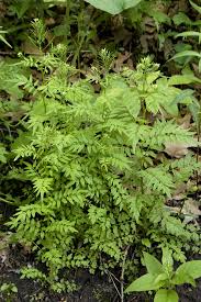 Attēlu rezultāti vaicājumam “Cardamine impatiens leaf”