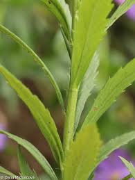 Image result for Leucanthemella serotina