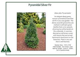 Attēlu rezultāti vaicājumam “Abies alba”