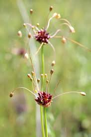 Attēlu rezultāti vaicājumam “Allium oleraceum flower”