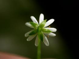Attēlu rezultāti vaicājumam “Stellaria longifolia flower”