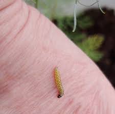 Attēlu rezultāti vaicājumam “Depressaria depressana”