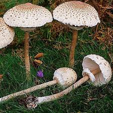 Attēlu rezultāti vaicājumam “Macrolepiota procera”