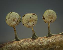 Attēlu rezultāti vaicājumam “Physarum flavicomum stalked”