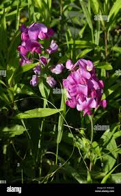 Attēlu rezultāti vaicājumam “Lathyrus latifolius leaf”