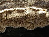 Attēlu rezultāti vaicājumam “Antrodia mellita”