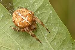 Attēlu rezultāti vaicājumam “Araneus diadematus juvenile”