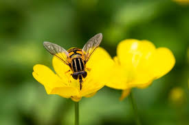 Attēlu rezultāti vaicājumam “Brachycera”