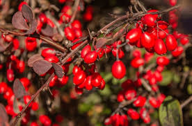 Attēlu rezultāti vaicājumam “Berberis thunbergii fruit”