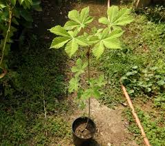 Attēlu rezultāti vaicājumam “Aesculus hippocastanum”