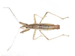 Attēlu rezultāti vaicājumam “Nabis limbatus”