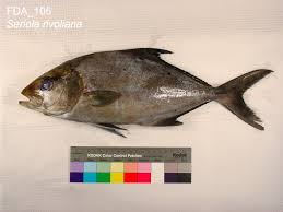 Image result for Seriola rivoliana