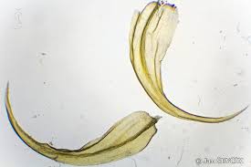 Attēlu rezultāti vaicājumam “Palustriella”