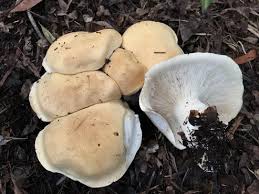 Image result for macrocybe titans