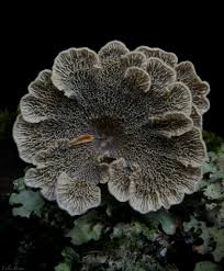 Attēlu rezultāti vaicājumam “Plicaturopsis crispa”