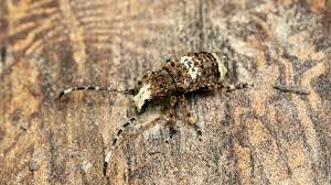 Attēlu rezultāti vaicājumam “Platystomos albinus”