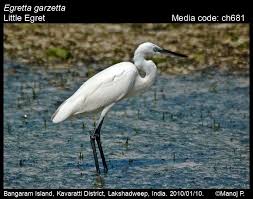 Image result for Egretta garzetta