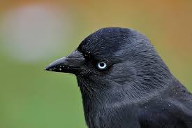 Attēlu rezultāti vaicājumam “Corvus monedula”