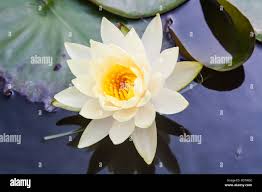 Attēlu rezultāti vaicājumam “Lotus sp. flower”