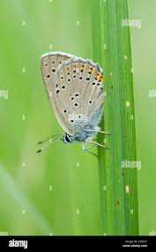 Attēlu rezultāti vaicājumam “Lycaena hippothoe male”