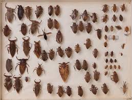 Attēlu rezultāti vaicājumam “Heteroptera”