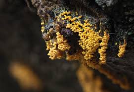 Attēlu rezultāti vaicājumam “Amaurochaete atra young”