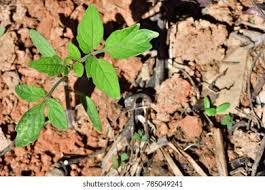 Attēlu rezultāti vaicājumam “Lycopersicon esculentum leaf”