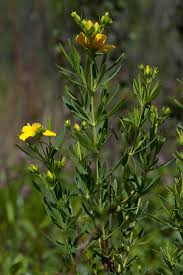 Attēlu rezultāti vaicājumam “Helodium blandowii sporophyte”
