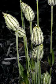 Attēlu rezultāti vaicājumam “Silene borysthenica bud”