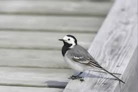 Attēlu rezultāti vaicājumam “Motacilla alba adult”