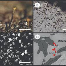 Attēlu rezultāti vaicājumam “Chaenotheca laevigata”